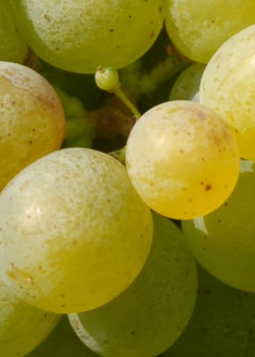 Gruener Veltliner ANT 0673c